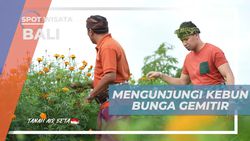Mengunjungi Kebun Bunga Gimitir dan Belajar Memetiknya di Bali  