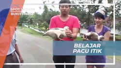 Belajar Tradisi Pacu Itik yang Ramai dan Seru di Bukittinggi  