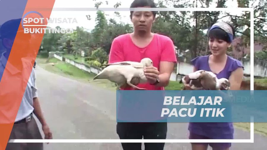 Belajar Tradisi Pacu Itik yang Ramai dan Seru di Bukittinggi  