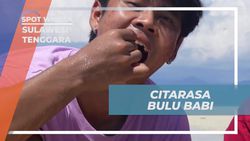 Menikmati Citarasa Segar Bulu Babi di Sulawesi Tenggara  