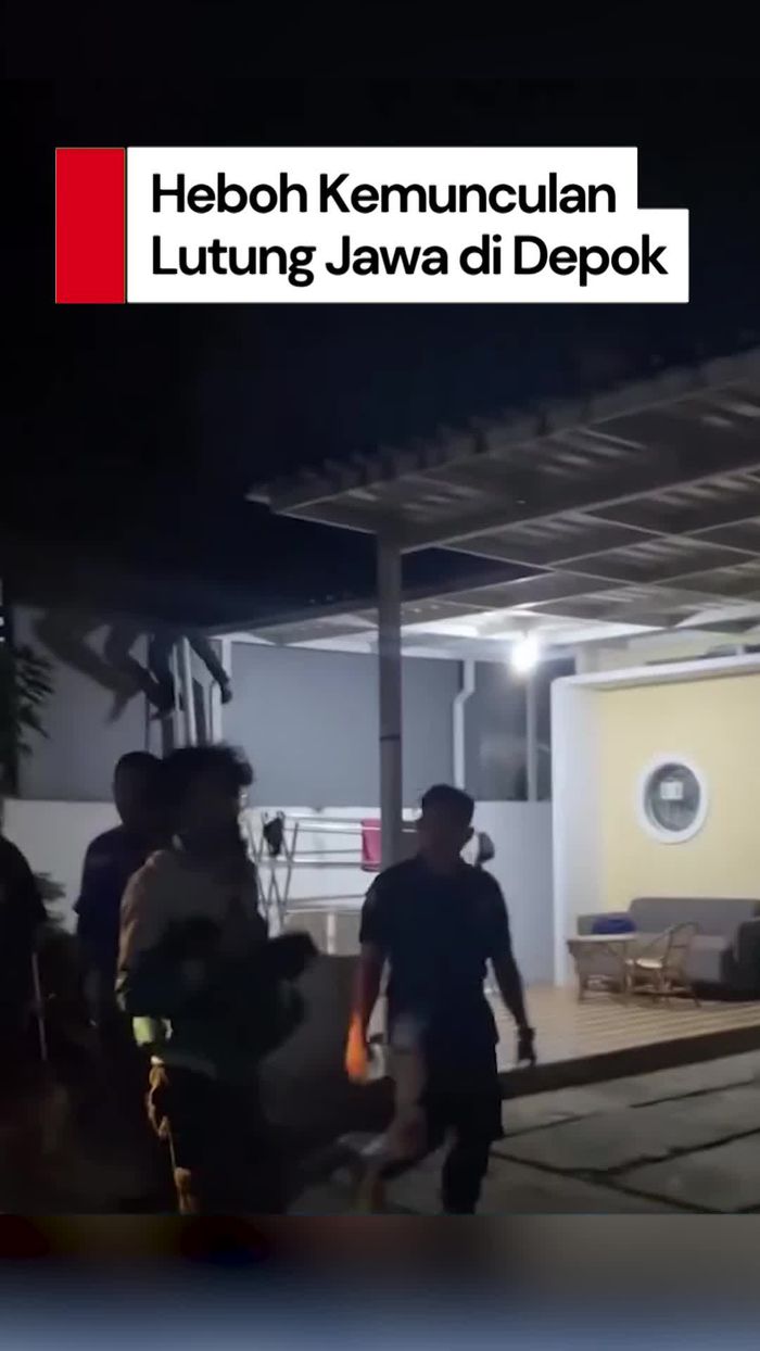 Video: Kemunculan Lutung Jawa Bikin Heboh Warga Depok