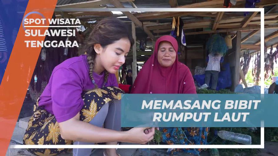 Memasang Bibit Rumput Laut Bersama Warga di Sulawesi Tenggara  