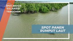 Menyusuri Spot Panen Rumput Laut dengan Perahu di Sulawesi Tenggara  