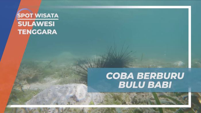 Berburu Bulu Babi Seru di Gusungan Pasir Labunta, Sulawesi Tenggara  