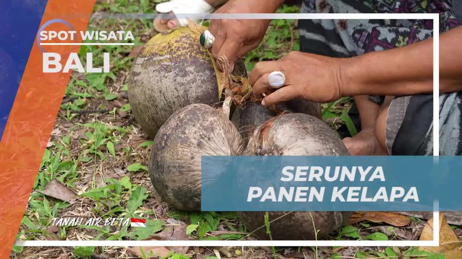 Merasakan Serunya Panen Kelapa dan Pembuatan Minyak Kelapa di Bali  