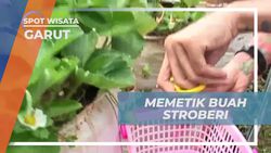 Memetik Buah Stroberi Segar di Kebun Sari Papandayan, Garut  