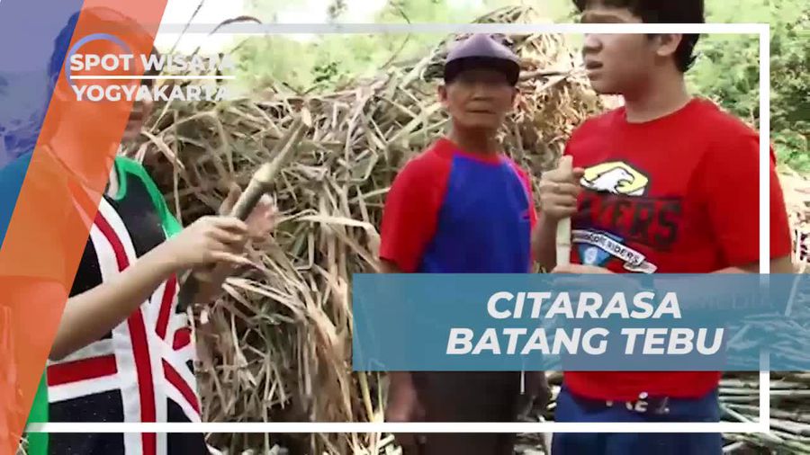 Mencicipi Rasanya Batang Tebu Segar di Yogyakarta  