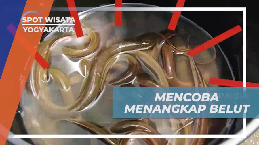 Menangkap Belut dan Menyaksikan Perjuangan di Tengah Perjalanan di Yogyakarta 