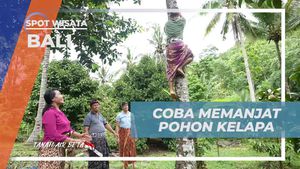 Mencoba Memanjat Pohon Kelapa Bersama Warga di Bali  
