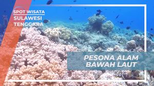 Menikmati Keindahan Alam Bawah Laut di Bunaken, Sulawesi Utara  