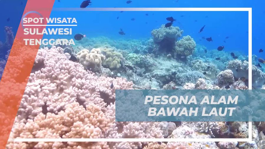 Menikmati Keindahan Alam Bawah Laut di Bunaken, Sulawesi Utara  