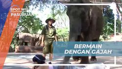  Menyaksikan Atraksi Gajah yang Menghibur di Taman Safari Pasuruan  