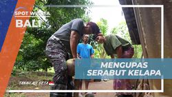 Mengupas Serabut Kelapa Secara Tradisional di Bali  
