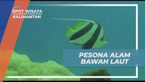 Menikmati Keindahan Bawah Laut Pulau Derawan dengan Snorkeling di Kalimantan  