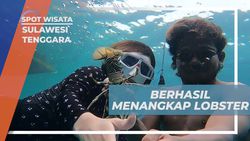 Berhasil Menangkap Lobster Saat Menyelam di Kampung Bajo Mola, Sulawesi Tenggara  