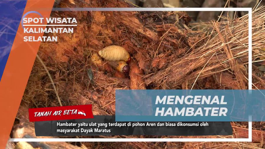Mengenal Hambater, Ulat Pohon Aren yang Dikonsumsi Masyarakat Dayak di Kalimantan Selatan  
