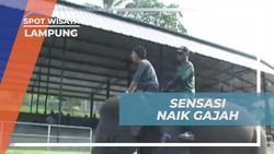 Mencoba Naik Gajah dan Merasakan Pengalaman Seru di Lampung  