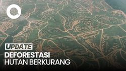 Video: Menhut Raja Juli Klaim Angka Deforestasi Hutan Berkurang