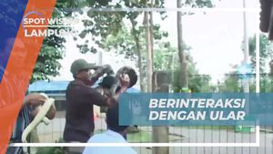 Berfoto Dengan Ular sebagai Bagian dari Tantangan di Kebun Binatang, Lampung  