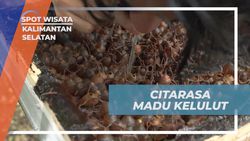 Mencicipi Madu Kelulut Langsung dari Sarangnya di Banjarbaru Kalimantan Selatan  