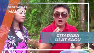 Mencicipi Ulat Sagu dan Menghadapi Tantangan Memakan Ulat Sagu, Maluku  