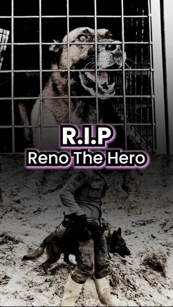 Video We Lost A Real MVP: Anjing Reno Gugur di Misi SAR Sumbar