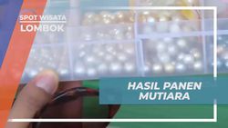 Melihat Hasil Panen Mutiara yang Indah dan Berkilau di Lombok  