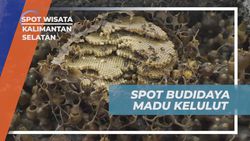 Mengunjungi Spot Budidaya Madu Kelulut di Banjarbaru Kalimantan Selatan  