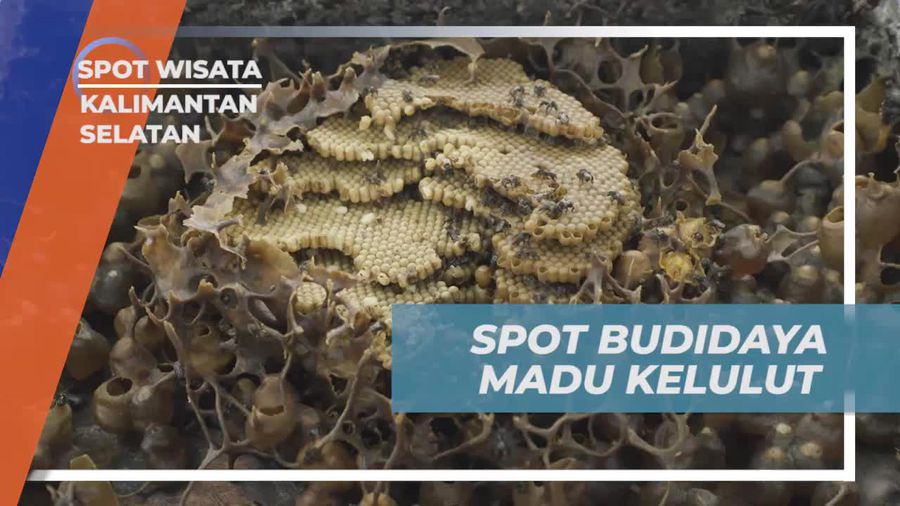 Mengunjungi Spot Budidaya Madu Kelulut di Banjarbaru Kalimantan Selatan  