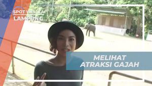 Menonton Pertunjukan Gajah dan Menyaksikan Kemampuannya Menjawab Pertanyaan, Lampung  