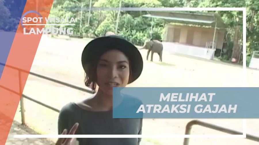 Menonton Pertunjukan Gajah dan Menyaksikan Kemampuannya Menjawab Pertanyaan, Lampung  