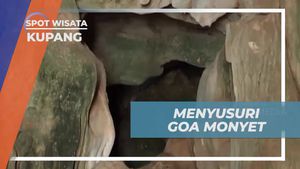 Mencari Monyet Liar di Goa Monyet Kupang