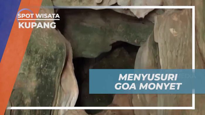 Mencari Monyet Liar di Goa Monyet Kupang