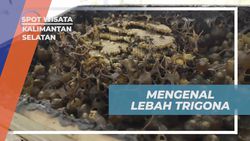 Mengenal Lebah Trigona dan Manfaatnya di Kalimantan Selatan  