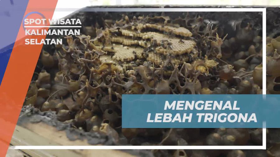 Mengenal Lebah Trigona dan Manfaatnya di Kalimantan Selatan  