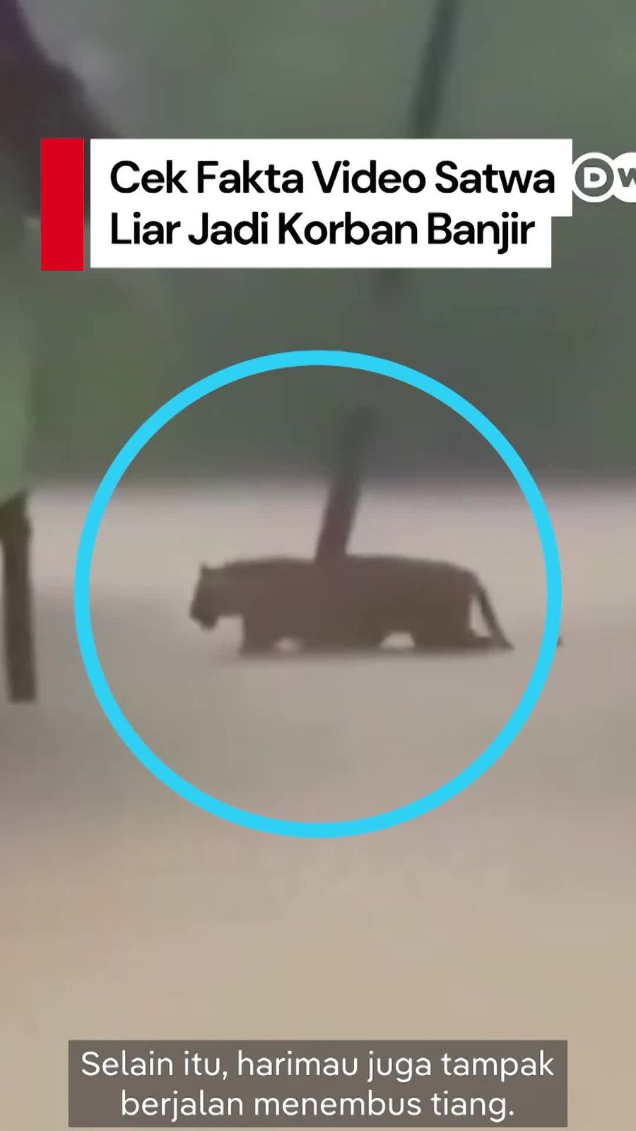 Video Cek Fakta: Viral Satwa Liar Korban Banjir Sumatra, Benarkah?