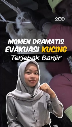 Video: Kisah Kucing di Sumbar, Seminggu Terjebak Banjir Tanpa Makanan