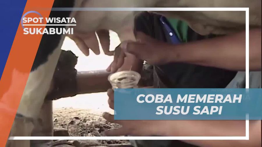 Mencoba Memerah Susu Sapi dan Belajar di Cimory Mini Farm, Bogor  