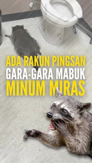 Video: Viral Rakun Pingsan Gara-gara Mabuk Minum Miras, Kok Bisa Sih?