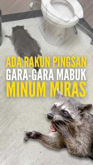 Video: Viral Rakun Pingsan Gara-gara Mabuk Minum Miras, Kok Bisa Sih?