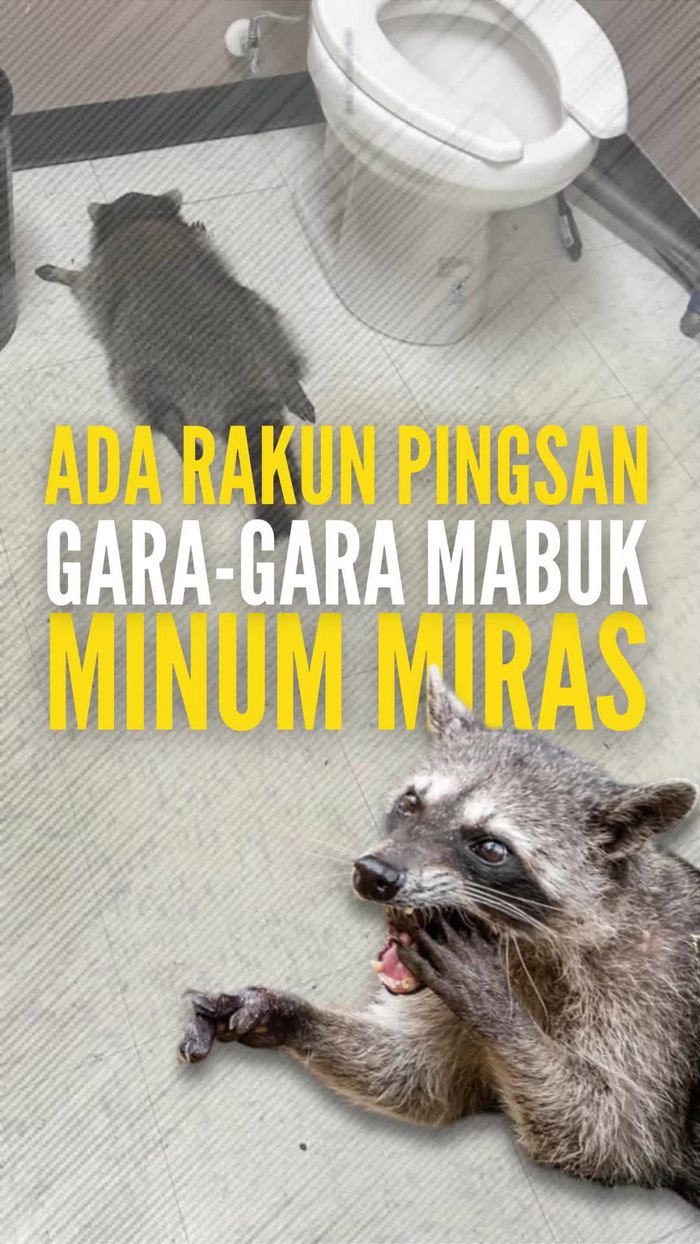 Video: Viral Rakun Pingsan Gara-gara Mabuk Minum Miras, Kok Bisa Sih?