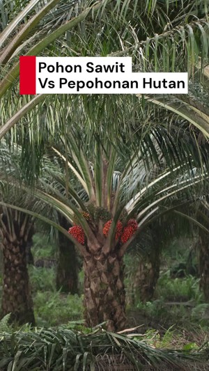 Video: Daya Serap Air Pohon Sawit Vs Pepohonan Hutan