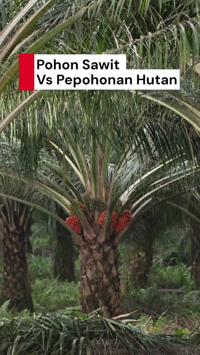 Video: Daya Serap Air Pohon Sawit Vs Pepohonan Hutan