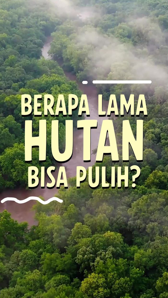 Video: Perlu Waktu 100 Tahun Bagi Hutan Kembali ke Ekosistem Awal