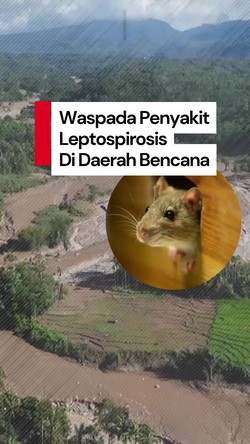 Video: Sanitasi Buruk Pascabanjir, Ahli Ingatkan Bahaya Leptospirosis