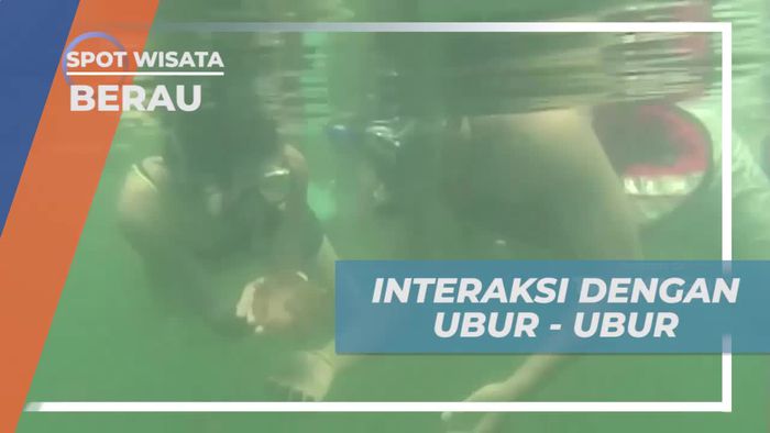 Berenang Bersama Ubur-Ubur di Pulau Kakaban dan Rasakan Sensasi Tak Terlupakan di Berau, Kalimantan Timur