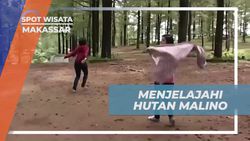 Menjelajahi Hutan Malino dan Mengamati Pohon Pinus yang Menyegarkan di Makassar  