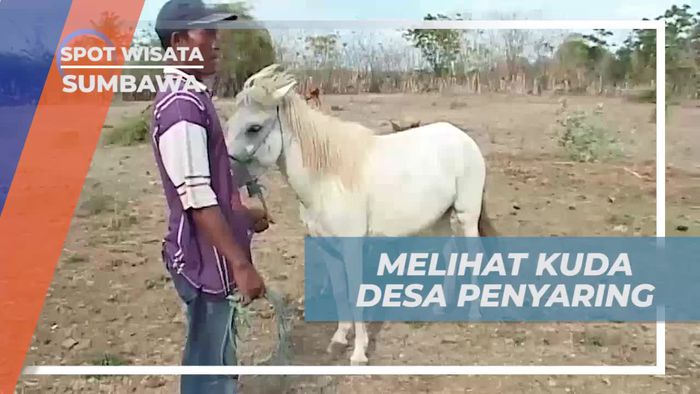 Menikmati Pesona Kuda Desa Penyaring dan Menyaksikan Proses Perah Susu di Sumbawa  