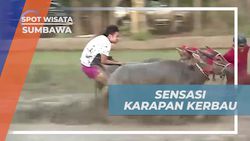 Mengamati Tradisi Karapan Kerbau yang Seru di Desa Barang Beru, Sumbawa  