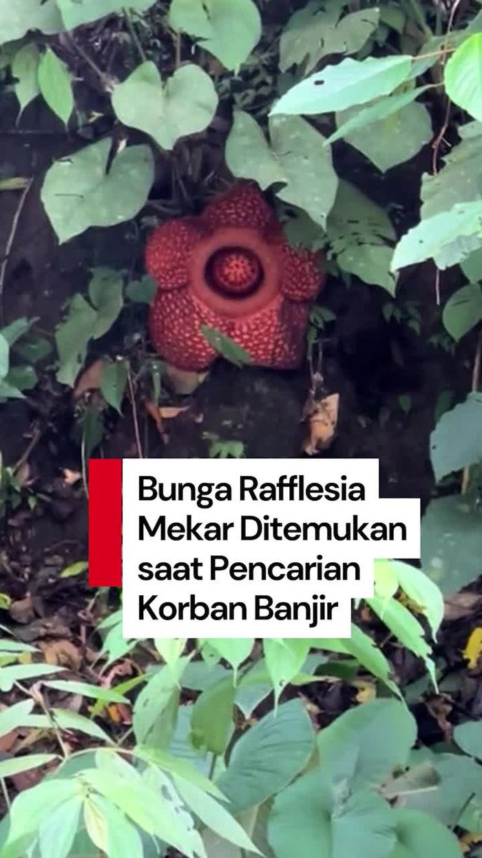 Video: Momen Tim SAR Temukan Rafflesia Mekar saat Cari Korban Banjir Sumbar